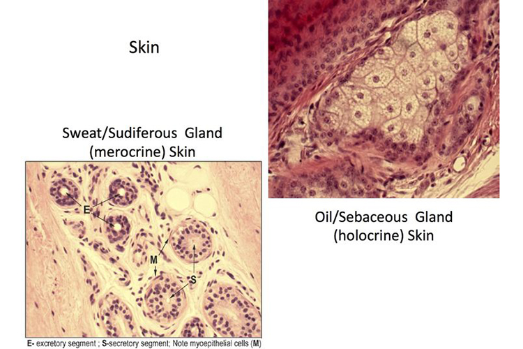 Skin Oils and Sweat-the reasons why clear frame glasses turn yellow